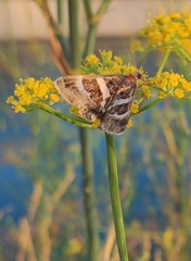 Grammodes stolida