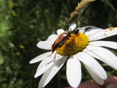 Typocerus acuticauda