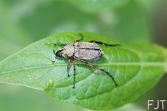 Macrodactylus mexicanus