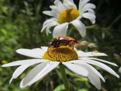 Typocerus acuticauda