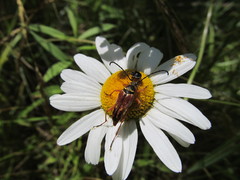 Typocerus acuticauda