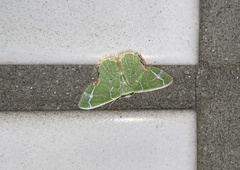 Comibaena procumbaria