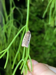 Ochropleura