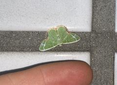 Comibaena procumbaria