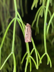Ochropleura