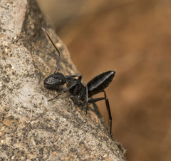 Camponotus morosus