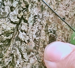 Hemisphaerius binduseni