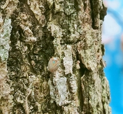 Hemisphaerius binduseni