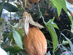 Leptoglossus zonatus