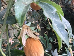 Leptoglossus zonatus