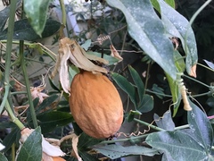 Leptoglossus zonatus