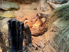 Oxyuranus scutellatus