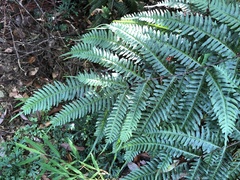 Pteris amoena