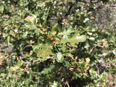 Quercus garryana semota
