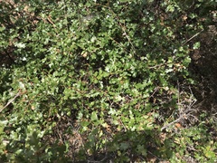 Quercus garryana semota