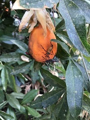 Leptoglossus zonatus