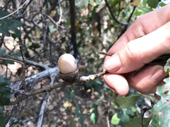 Quercus garryana semota