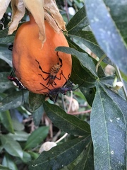 Leptoglossus zonatus