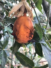 Leptoglossus zonatus