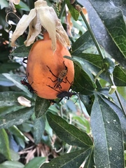 Leptoglossus zonatus