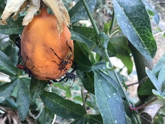 Leptoglossus zonatus