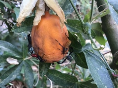 Leptoglossus zonatus