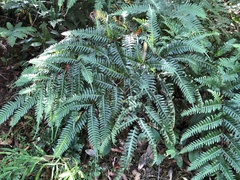Pteris amoena