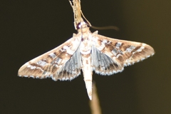 Epipagis forsythae