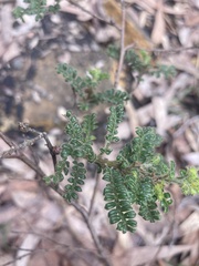 Dodonaea pinnata