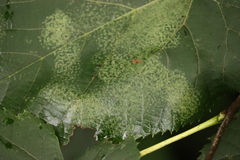 Phyllonorycter lucetiella