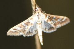 Epipagis forsythae