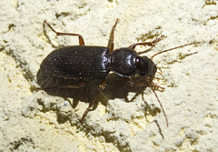 Scybalicus oblongiusculus
