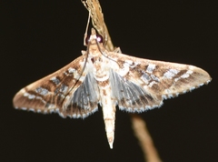 Epipagis forsythae
