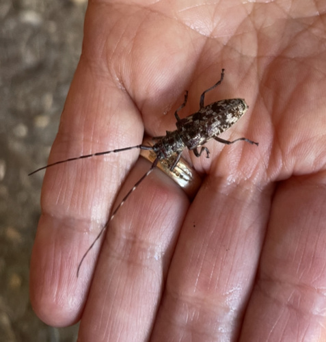 iNaturalist observation photo of Monochamus obtusus