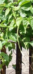 Vigna unguiculata sesquipedalis