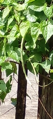 Vigna unguiculata sesquipedalis
