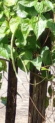 Vigna unguiculata sesquipedalis