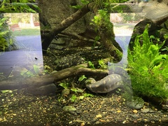 Acrochordus arafurae