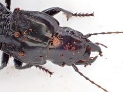 Berzercon ferdinandi