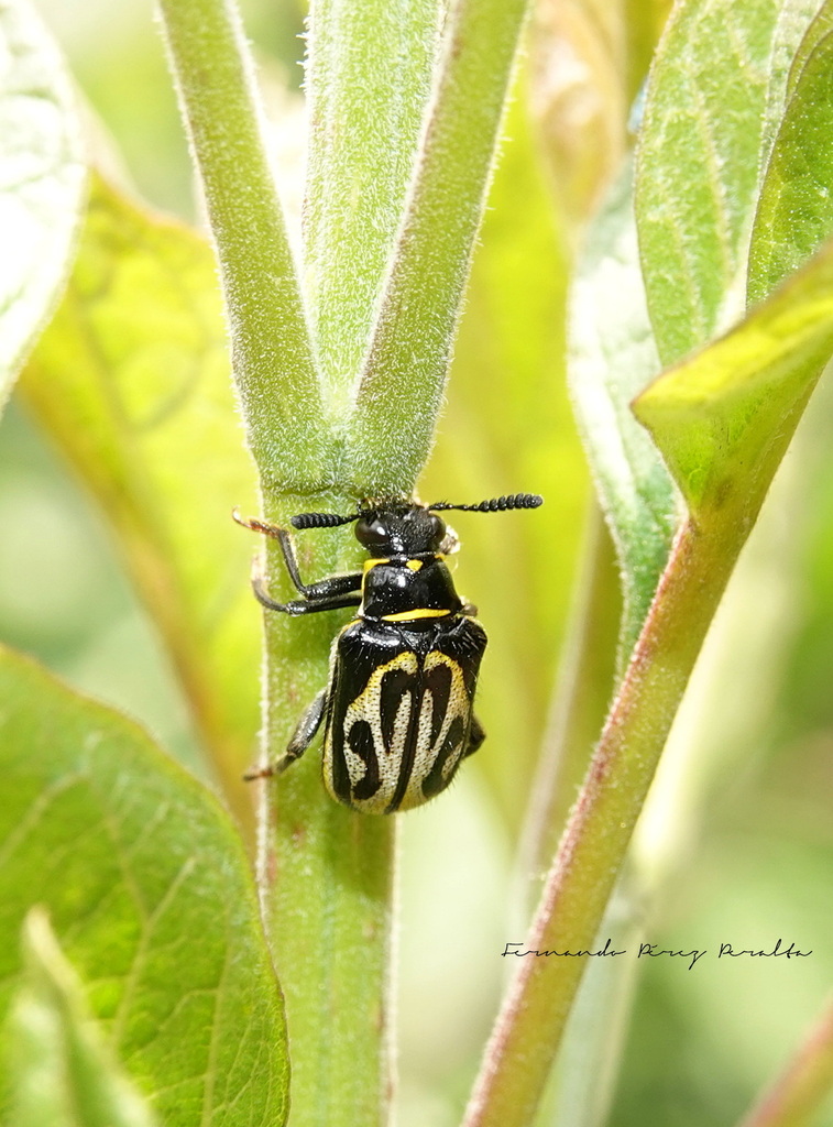Mastostethus hieroglyphicus
