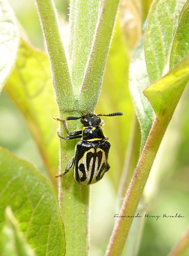 Mastostethus hieroglyphicus