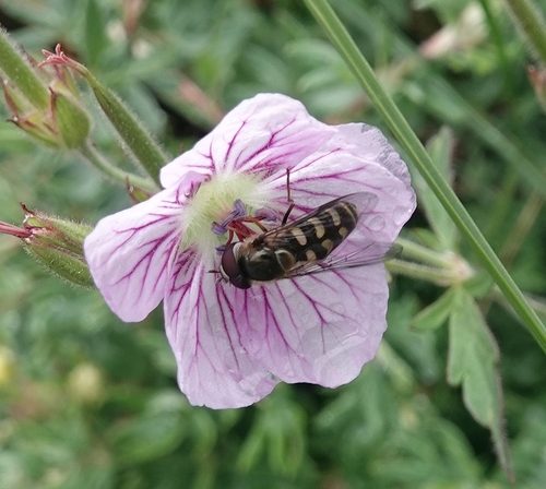 Common Loopwing Aphideater photo 6