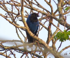 Cyanocorax caeruleus