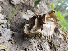 Odocoileus virginianus couesi