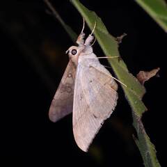 Oxyodes