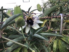 Passiflora caerulea
