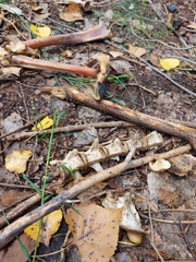 Odocoileus virginianus couesi