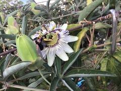 Passiflora caerulea