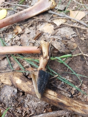 Odocoileus virginianus couesi