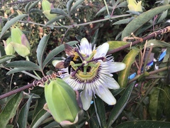 Passiflora caerulea